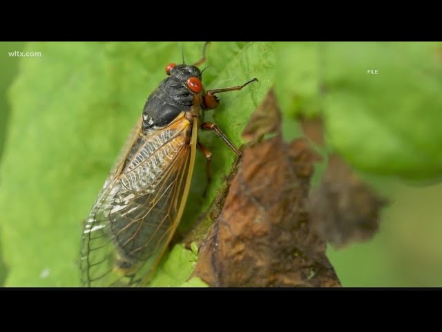 Can eating a cicada make you sick? Well, it depends class=