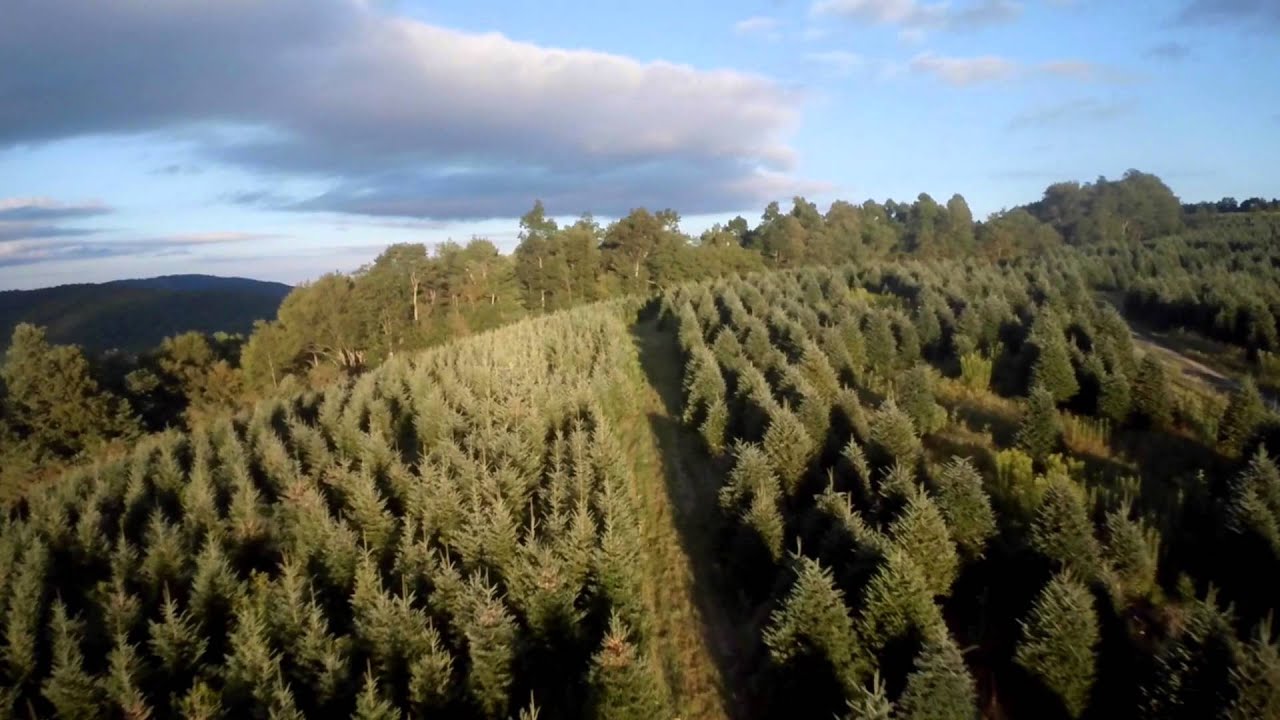 J&D Christmas Tree Farm Aerial footage YouTube
