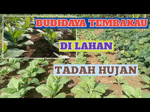 Video: Cara menanam tembakau harum. Tumbuh dari biji