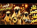 الرايس أبو كاح يغني عن غلاء الأكباش صدمة الموسم غار صبر غار صبر 