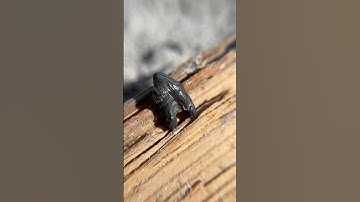 What does a paleontologist find on the beach? A spear-toothed dolphin molar! #fossils