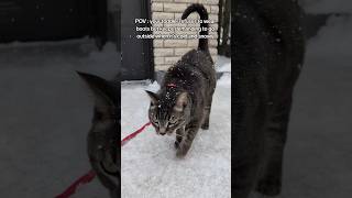 So you let them ... #fullcircle #canadian #winter #snowydays #cutecatclips #cat #toddlermom #goals