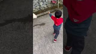 Sheep Bumps Into Boy Before He Runs Off Laughing