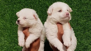 Pomeranian male puppy available for sale BDB 🇮🇳 - 8302451010 / 8005931945 by BDB Brother's Dog Bazaar 35 views 2 years ago 33 seconds
