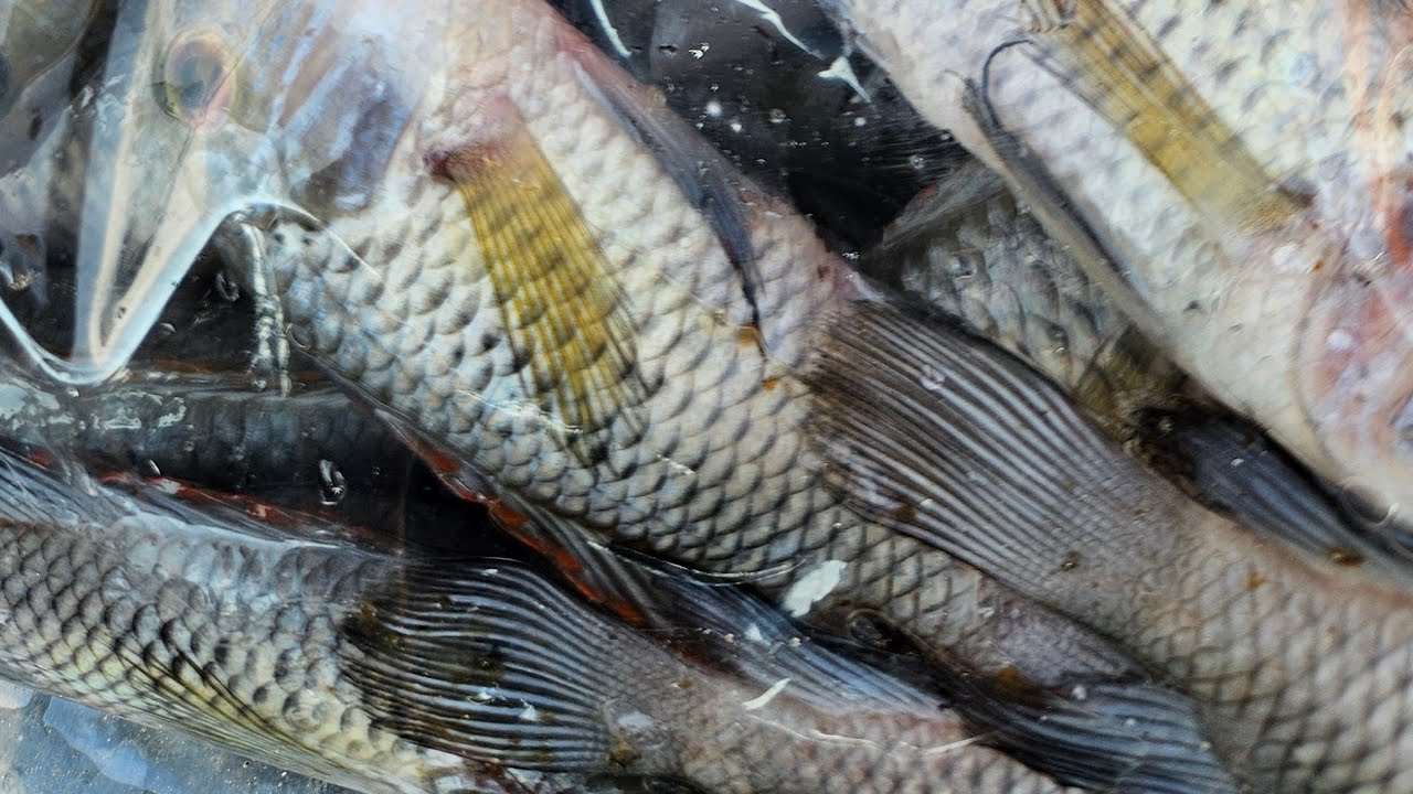 Somethingfishyinc.net is live!
