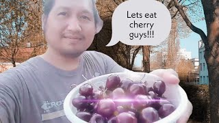 OFw | Hungary cherry picking 2022 with appa iszvanne..