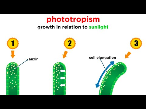 Video: Wat doen 'n plantgroeireguleerder?