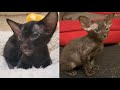 CUTE PETERBALD CAT MOMENTS の動画、YouTube動画。