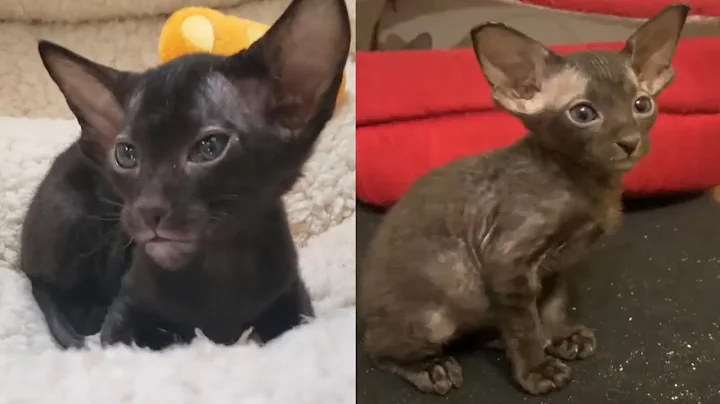 Video 296741: peterbald cat, cute peterbald