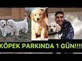 KÖPEĞİMİN ESKİ SAHİBİ GELDİ !!!!!