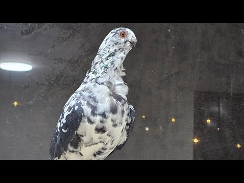 من زمااااان عن البث