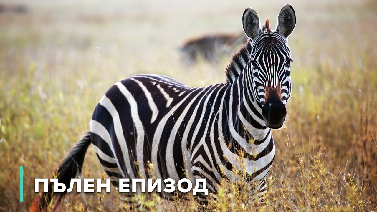 Живот след удара: Кратерът Вредефорт | Дивите пейзажи на Африка 102