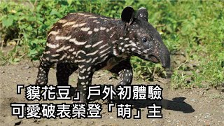 「貘花豆」戶外初體驗可愛破表榮登「萌」主 