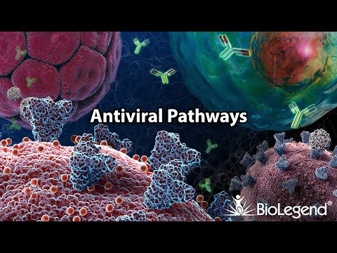 Antiviral Pathways