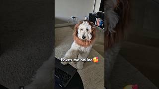 Cutest lion! Social media #dog #cute #short #social