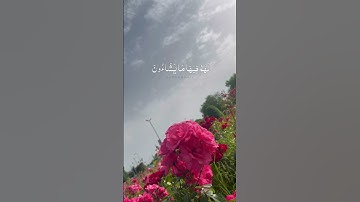 تلاوة هادئة مع الطبيعة - جمال الهيثمي #quraan