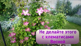 Никогда не делайте это с клематисами весной! Обзор клематисов в моем саду!