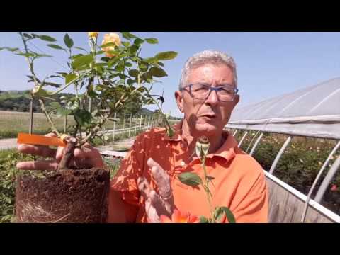 Video: Piante da compagnia di rose - Scopri come piantare le rose da compagnia