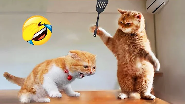 Watch the video about Laugh Till You Cry with These Funny Animal Clips! 😂🐱