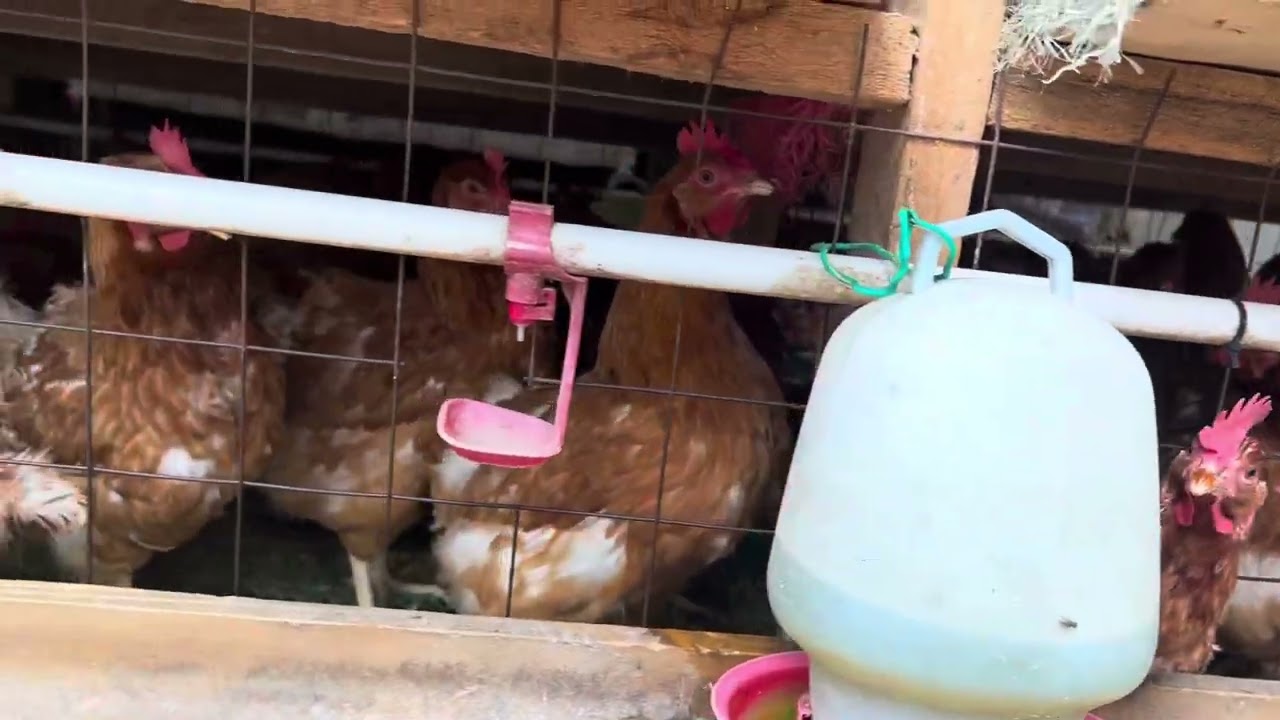 FANYA MAYAI YAKO YAWE YANJANO KWA GHARAMA NAFUU SANA 