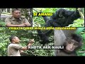 MEMANGGIL SI AMANG DI TAMAN WISATA KERA SIBAGANDING "KHDTK AEK NAULI" ( LIPUTAN KHUSUS)