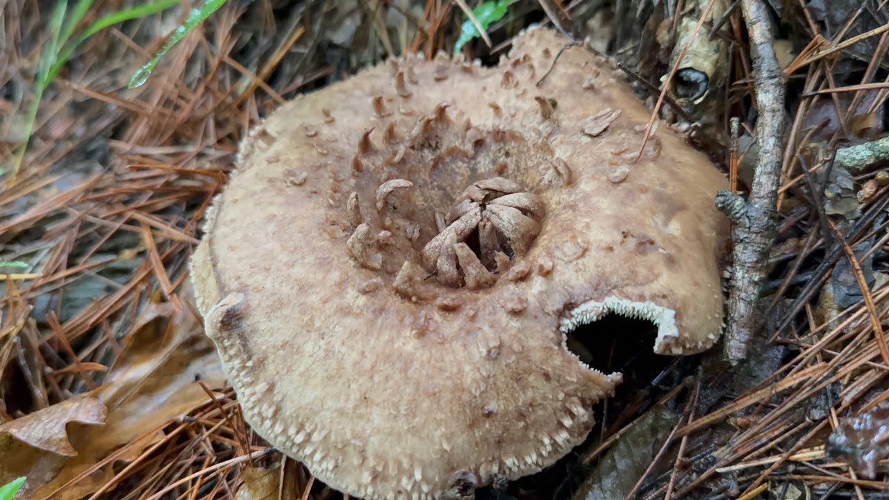 Kōtake Season Begins] Mushroom Hunting in the Summer Mountains