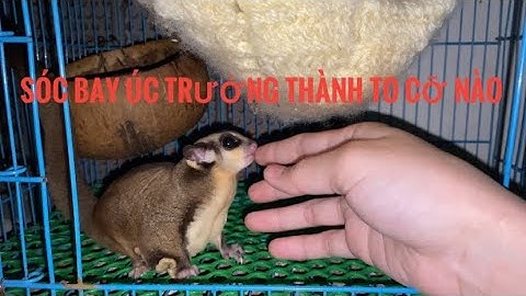 Sóc Bay Úc Trưởng Thành To Cỡ Nào