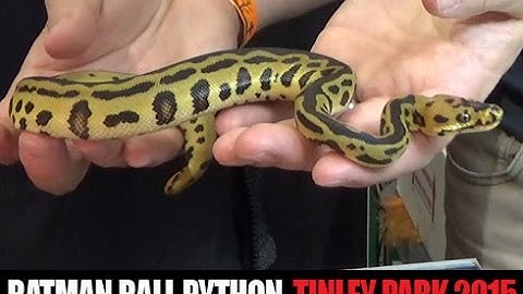 The Batman Ball Python! Cape Fear Constrictors & Kobylka Reptiles at NARBC Tinley Park- Part 15