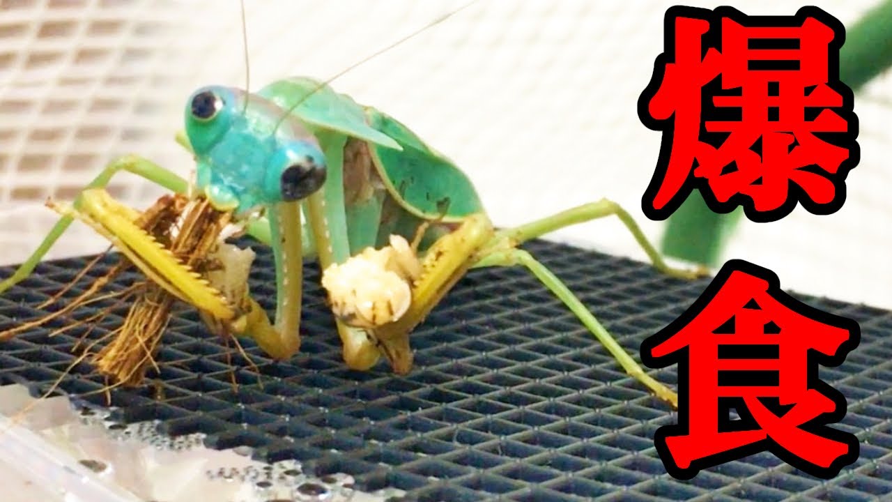 希少種 エリマキトカゲのようなカマキリにゴキブリを与えてみた Youtube