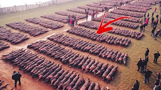 ¿Por Qué En Estados Unidos No Se Comen Los Millones De Jabalíes Salvajes?