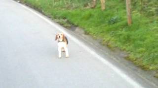 Barking Beagle - Hilarious (and Magical?)