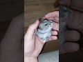 Is Hamster Bite DANGEROUS? 🤔 #shorts