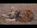 Pt 1 Safari Live&#39;s Sunset Safari Drive at 3:36 PM on Aug 28, 2017 ( B Boys )