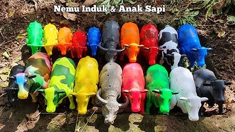 Menemukan Sapi, Sapi Lucu, Sapi Warna Warni, Sapi Kartun, Sapi Joget, Sapi Moo, Kerbau, Sapi Qurban