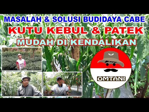 Video: Menguruskan Nematod Tanaman Cucurbit: Cara Merawat Cucurbits Dengan Nematod