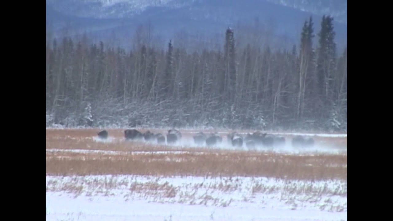 Delta Bison Hunt YouTube