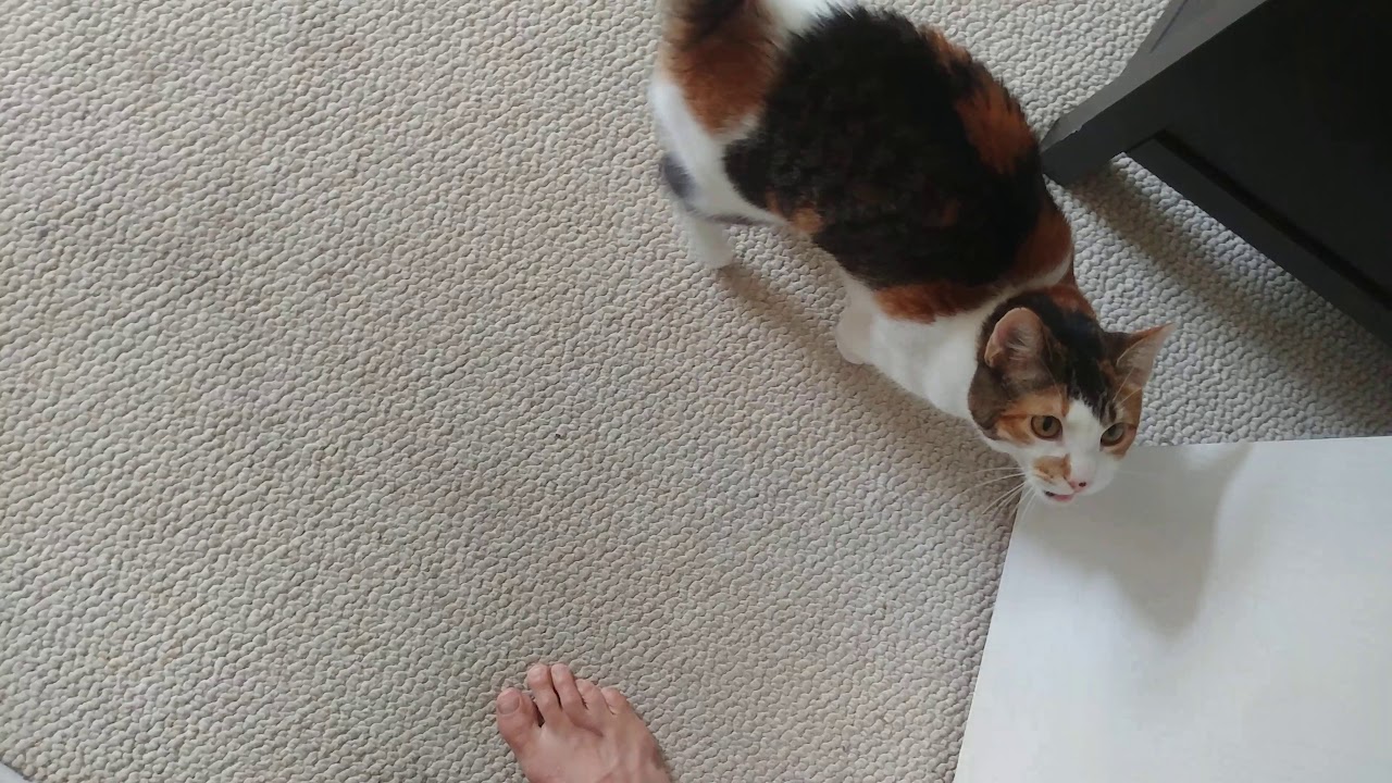 Training Calico Kitty Cat to Say "Hello" shorts YouTube