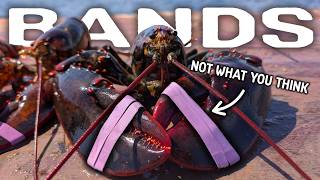 The DARK TRUTH About Lobster Bands