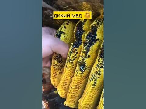 ДИКИЙ МЕД 🍯 ОЧЕНЬ ВКУСНЫЙ И ПОЛЕЗНЫЙ. #дагестан #мед #мёд #курах # ...