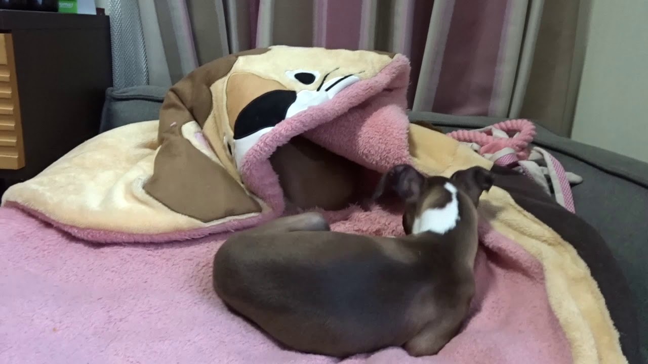 21 1 28 ゲン吉 コト丸にベッドを譲る Youtube