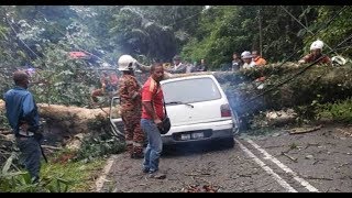 Wanita maut kereta dihempap pokok getah tumbang