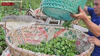 Picking lemons with a highland couple