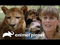 Terri acompanha exames de puma | A Família Irwin: Robert ao resgate | Animal Planet Brasil