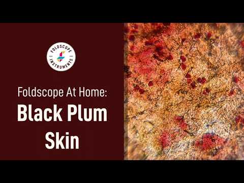 Foldscope at Home: Black Plum Skin