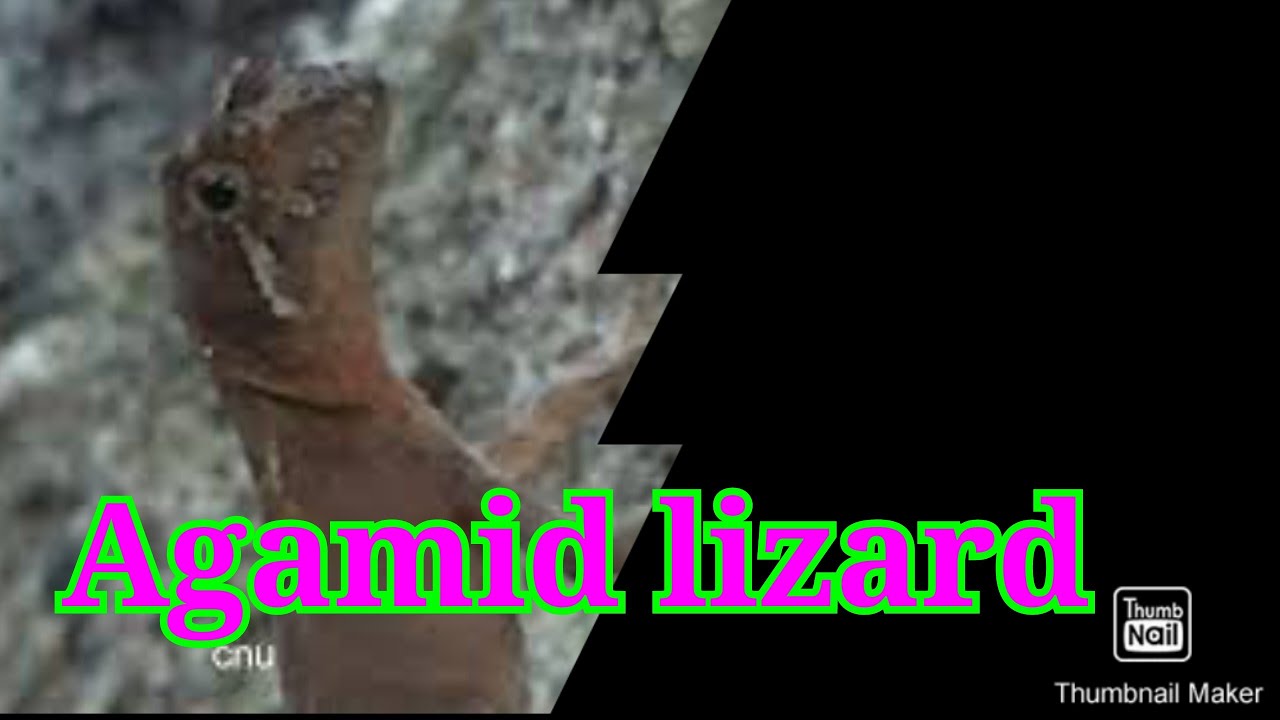 A revision of the endemic Sri Lankan agamid lizard genus Ceratophora Gray, 1835,