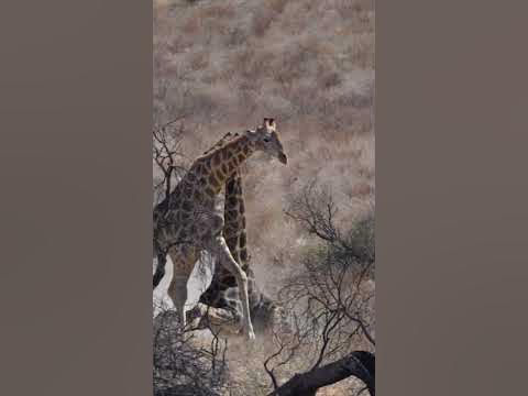 2 Male Giraffe Fighting in the Kgalagadi Park - YouTube