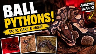 🔥 My Ball Python Explained | Cool Facts &amp; Care Tips