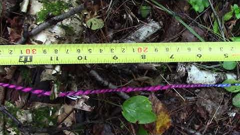 Recording Data at Point Intercepts Intervals of 10cm