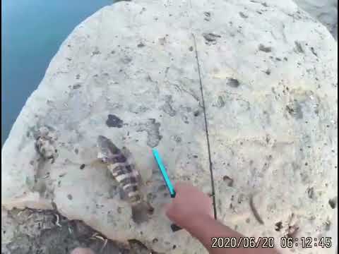 Baitcasting Saltwater Fishing