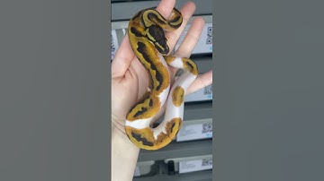 Piebald het VPI Axanthic #ballpythonbreeder #ballpythonmorph #ballpython #piebald #snake